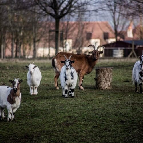 Kinderboerderij Mehrere Ziegen auf einer grünen Wiese Campanile Val de France